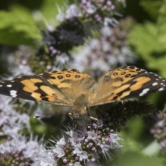 Vanessa kershawi (Australian Painted Lady) at Latham, ACT - 15 Feb 2019 by AlisonMilton