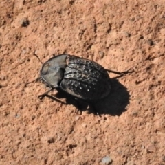 Helea ovata (Pie-dish beetle) at Molonglo Valley, ACT - 11 Feb 2019 by JohnBundock