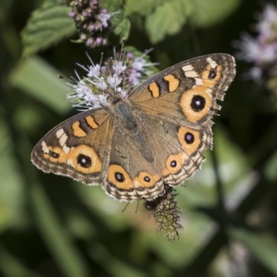 Junonia villida (Meadow Argus) at Latham, ACT - 15 Feb 2019 by AlisonMilton