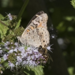 Junonia villida at Latham, ACT - 15 Feb 2019