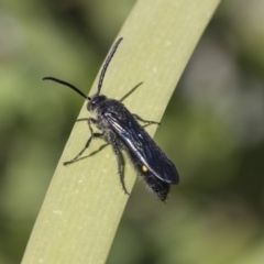 Laeviscolia frontalis (Two-spot hairy flower wasp) at Latham, ACT - 15 Feb 2019 by Alison Milton