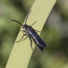 Australelis anthracina (Flower wasp) at Latham, ACT - 15 Feb 2019 by AlisonMilton