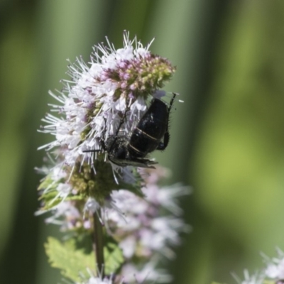 Scoliidae (family) (Unidentified Hairy Flower Wasp) at Latham, ACT - 15 Feb 2019 by AlisonMilton