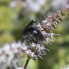 Austroscolia soror (Blue Flower Wasp) at Latham, ACT - 15 Feb 2019 by AlisonMilton