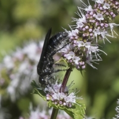 Austroscolia soror at Latham, ACT - 15 Feb 2019 12:52 PM