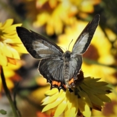 Jalmenus evagoras (Imperial Hairstreak) at ANBG - 14 Feb 2019 by JohnBundock