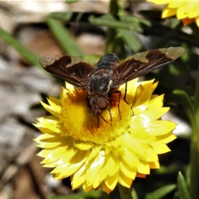 Balaana sp. (genus) (Bee Fly) at ANBG - 14 Feb 2019 by JohnBundock