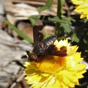 Balaana sp. (genus) at Acton, ACT - 14 Feb 2019 11:47 AM