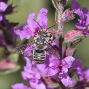 Megachile (Eutricharaea) sp. (genus & subgenus) at Latham, ACT - 15 Feb 2019 01:15 PM