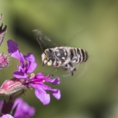 Megachile (Eutricharaea) sp. (genus & subgenus) at Latham, ACT - 15 Feb 2019 01:15 PM