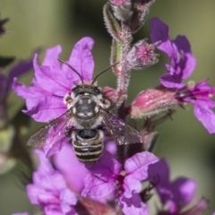 Megachile (Eutricharaea) sp. (genus & subgenus) at Latham, ACT - 15 Feb 2019