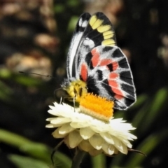 Delias harpalyce (Imperial Jezebel) at ANBG - 14 Feb 2019 by JohnBundock