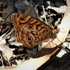 Geitoneura acantha (Ringed Xenica) at Paddys River, ACT - 14 Feb 2019 by JohnBundock