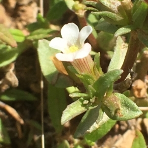 Gratiola pumilo at Forde, ACT - 16 Feb 2019