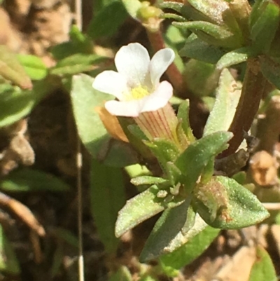 Gratiola pumilo (A Brooklime) at Forde, ACT - 15 Feb 2019 by RWPurdie