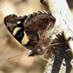 Vanessa itea (Yellow Admiral) at Paddys River, ACT - 14 Feb 2019 by JohnBundock