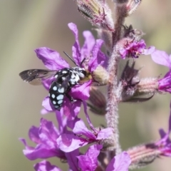 Thyreus caeruleopunctatus (Chequered cuckoo bee) at Latham, ACT - 15 Feb 2019 by AlisonMilton