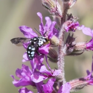 Thyreus caeruleopunctatus at Latham, ACT - 15 Feb 2019