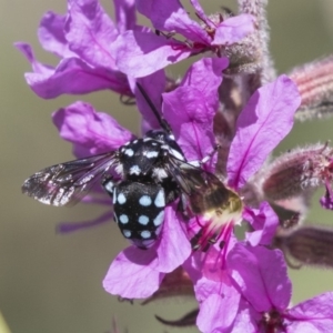 Thyreus caeruleopunctatus at Latham, ACT - 15 Feb 2019