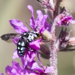 Thyreus caeruleopunctatus at Latham, ACT - 15 Feb 2019