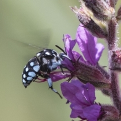 Thyreus caeruleopunctatus at Latham, ACT - 15 Feb 2019