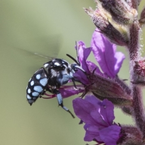 Thyreus caeruleopunctatus at Latham, ACT - 15 Feb 2019