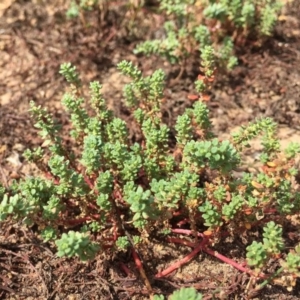 Dysphania glomulifera subsp. glomulifera at Amaroo, ACT - 16 Feb 2019 12:00 AM