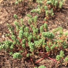 Dysphania glomulifera subsp. glomulifera (Pigweed) at Amaroo, ACT - 15 Feb 2019 by RWPurdie