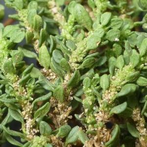 Dysphania glomulifera subsp. glomulifera at Amaroo, ACT - 16 Feb 2019