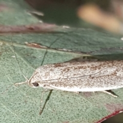 Oecophoridae provisional group 2 at Mount Mugga Mugga - 16 Feb 2019 by Mike