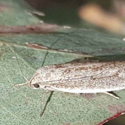 Oecophoridae provisional group 2 at Symonston, ACT - 16 Feb 2019 by Mike