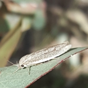 Oecophoridae provisional group 2 at Symonston, ACT - 16 Feb 2019 11:10 AM