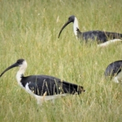 Threskiornis spinicollis (Straw-necked Ibis) at Coree, ACT - 15 Feb 2019 by JohnBundock