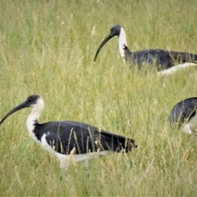 Threskiornis spinicollis (Straw-necked Ibis) at Coree, ACT - 15 Feb 2019 by JohnBundock