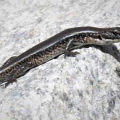 Eulamprus tympanum (Southern Water Skink) at Namadgi National Park - 15 Feb 2019 by JohnBundock