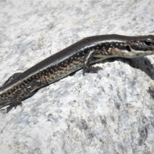 Eulamprus tympanum at Cotter River, ACT - 15 Feb 2019