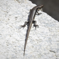 Eulamprus tympanum at Cotter River, ACT - 15 Feb 2019 12:11 PM