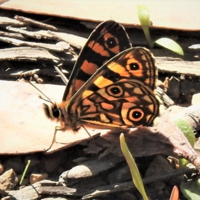 Oreixenica lathoniella (Silver Xenica) at Namadgi National Park - 14 Feb 2019 by JohnBundock