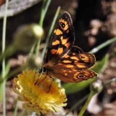 Oreixenica correae (Orange Alpine Xenica) at Namadgi National Park - 14 Feb 2019 by JohnBundock