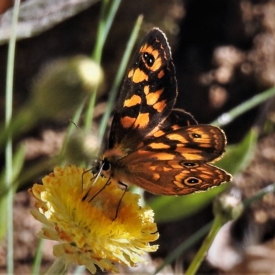 Oreixenica correae (Orange Alpine Xenica) at Cotter River, ACT - 15 Feb 2019 by JohnBundock