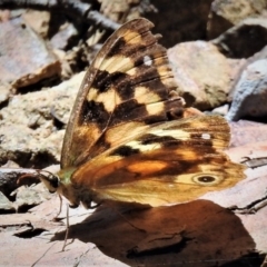 Heteronympha solandri (Solander's Brown) at Namadgi National Park - 15 Feb 2019 by JohnBundock