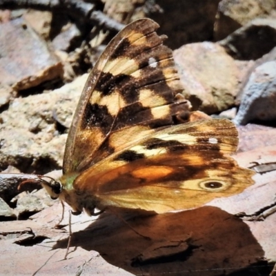 Heteronympha solandri (Solander's Brown) at Cotter River, ACT - 15 Feb 2019 by JohnBundock