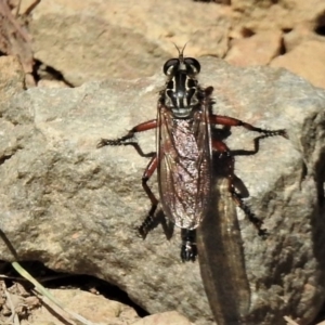 Zosteria sp. (genus) at Cotter River, ACT - 15 Feb 2019 12:05 PM