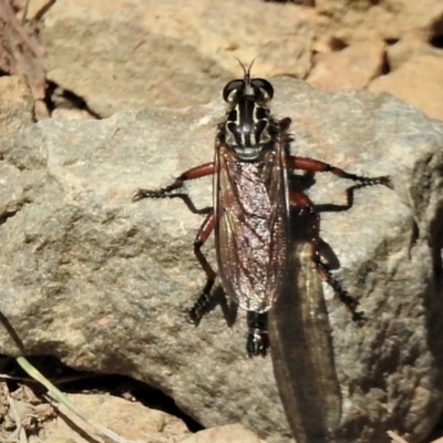 Zosteria sp. (genus) (Common brown robber fly) at Cotter River, ACT - 15 Feb 2019 by JohnBundock