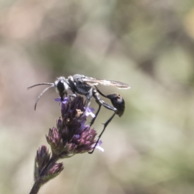 Isodontia sp. (genus) (Unidentified Grass-carrying wasp) at Latham, ACT - 15 Feb 2019 by Alison Milton