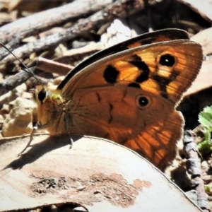 Heteronympha penelope at Cotter River, ACT - 15 Feb 2019