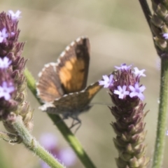 Lucia limbaria (Chequered Copper) at Latham, ACT - 15 Feb 2019 by AlisonMilton