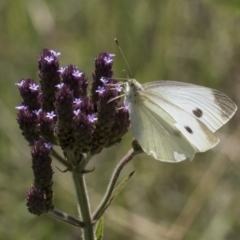 Pieris rapae (Cabbage White) at Latham, ACT - 15 Feb 2019 by AlisonMilton