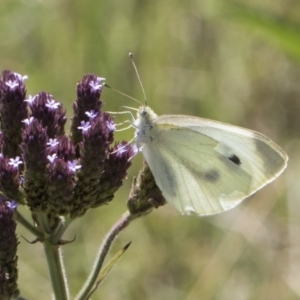 Pieris rapae at Latham, ACT - 15 Feb 2019