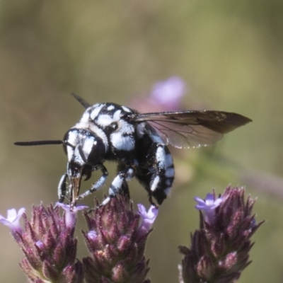 Thyreus caeruleopunctatus (Chequered cuckoo bee) at Latham, ACT - 15 Feb 2019 by AlisonMilton